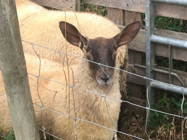 Border Leicester cross ewe lambs