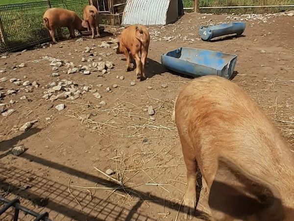 Pigs Ads For Sale in Ireland | DoneDeal