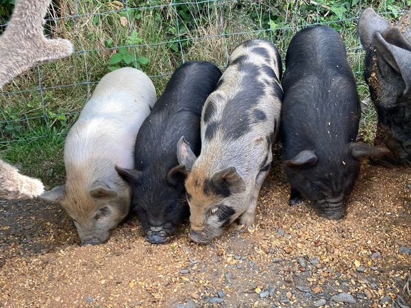 Micro Piglets for sale