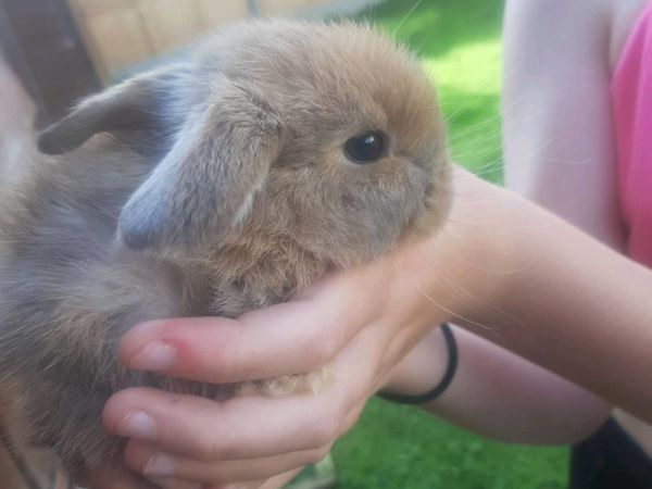 Baby lop ear rabbits 🐇