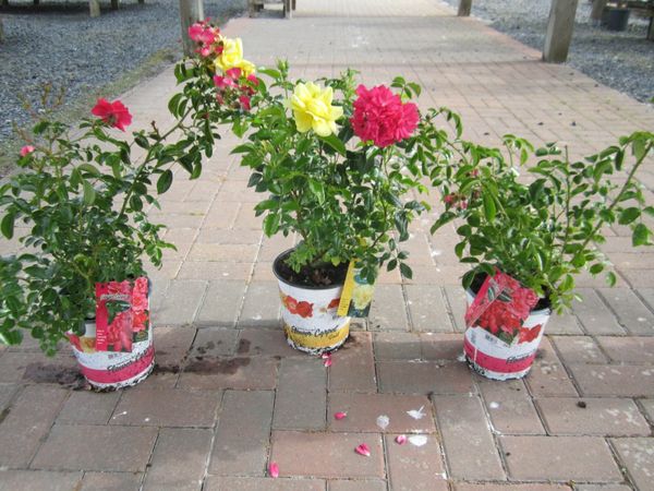 Flower Carpet Roses - Special Offer