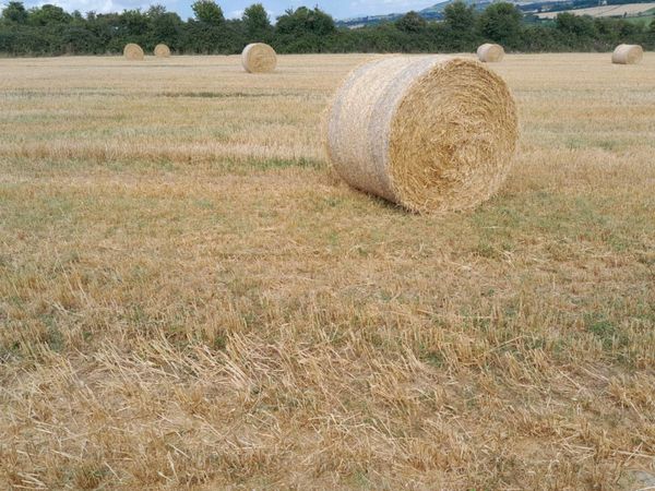 Over 100 straw bales for sale