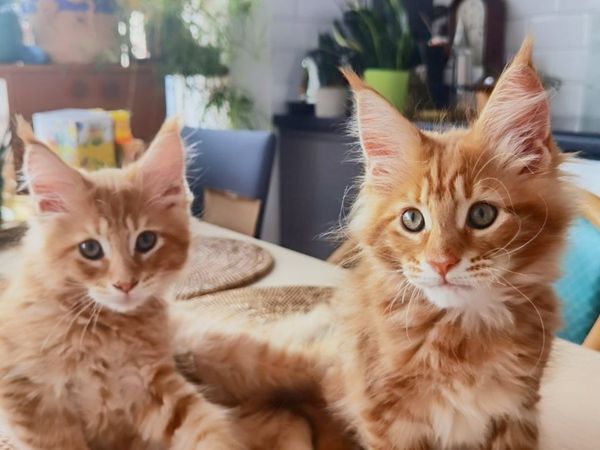 Maine Coon kittens.