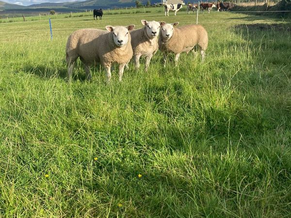 Purebred Texel ram lambs
