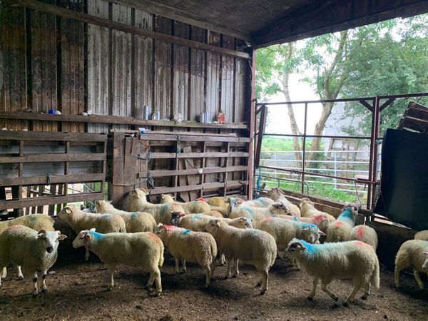 Store lambs for sale