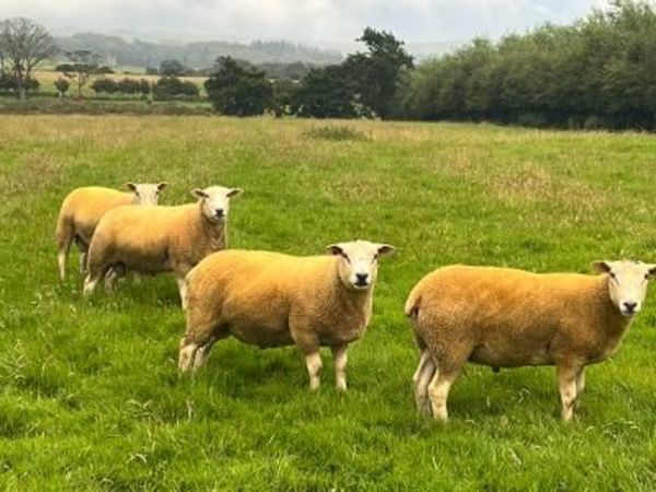 Purebred Belclare Shearling Rams for sale