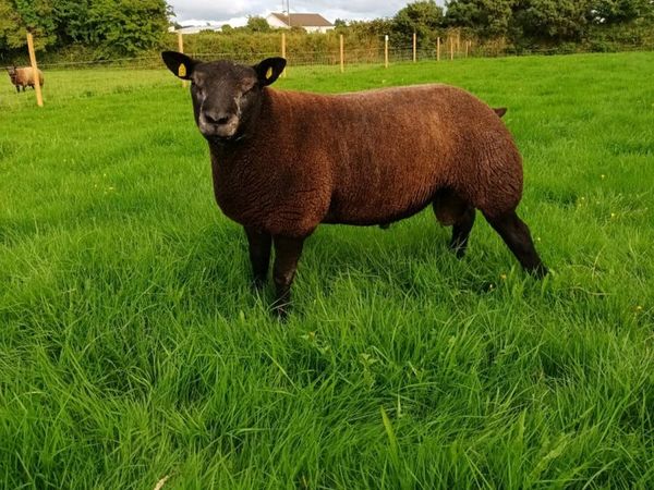 Blue Texel Ram For Sale In Carrick This Saturday