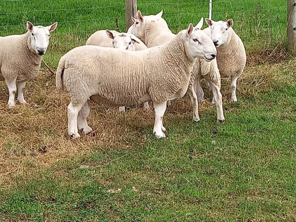 North Country Cheviot Shearling Rams