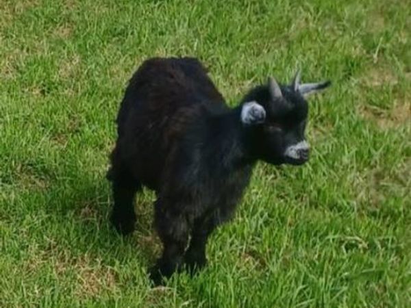 Pygmy goats