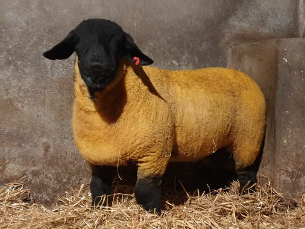 Pbr Suffolk Ram lambs