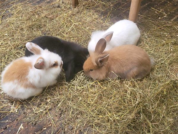 4 cute bunnies
