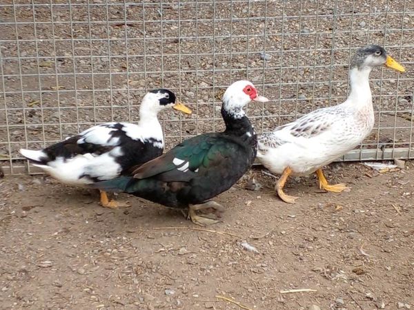Moscobey ducks 3 months old 12.50 each ducklings 6