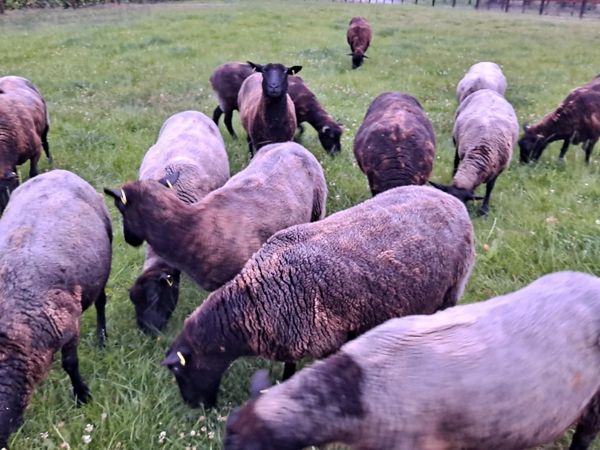 Jacob Charlollais cross breeding ewes