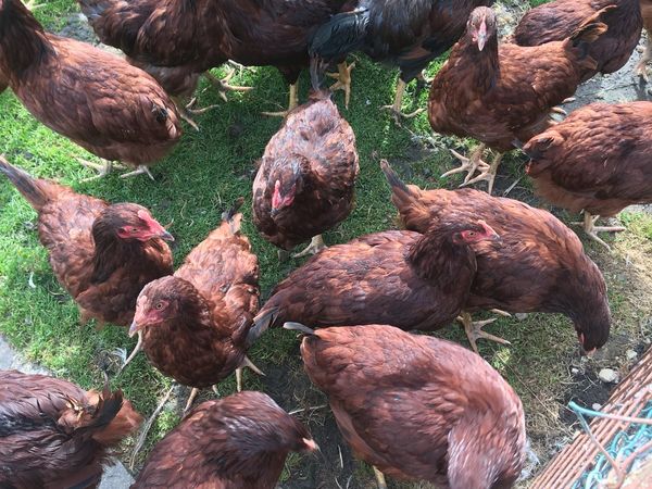 Purebred Rhode Island Red pullets