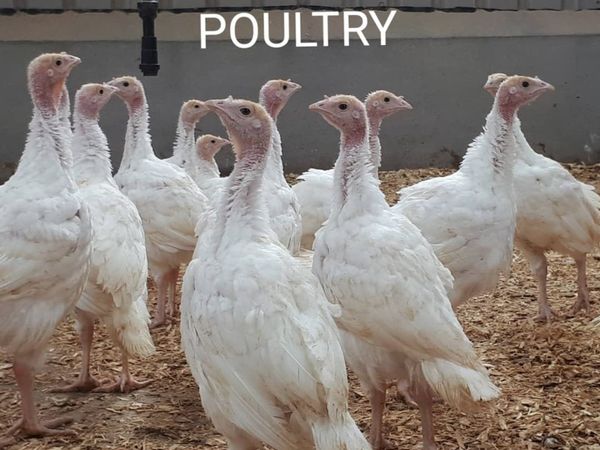 Turkeys poults