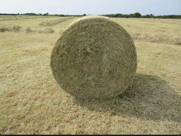 Hay for sale baled today