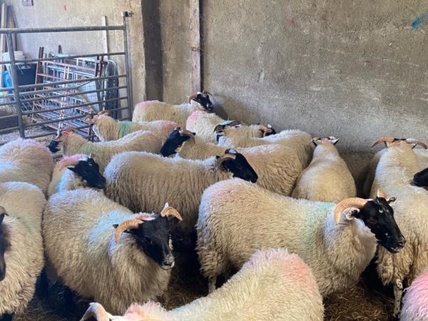 20 lanark cross ewe lambs