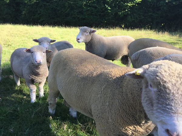 Pedigree Dorset ram lambs and ewe lambs