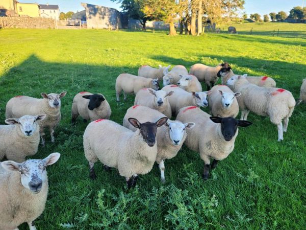 Good quality Ewe lambs
