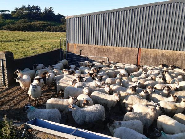 Forward store lambs