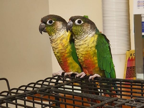 Conure parrots