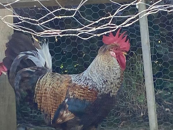 FREE Rooster -West Cork