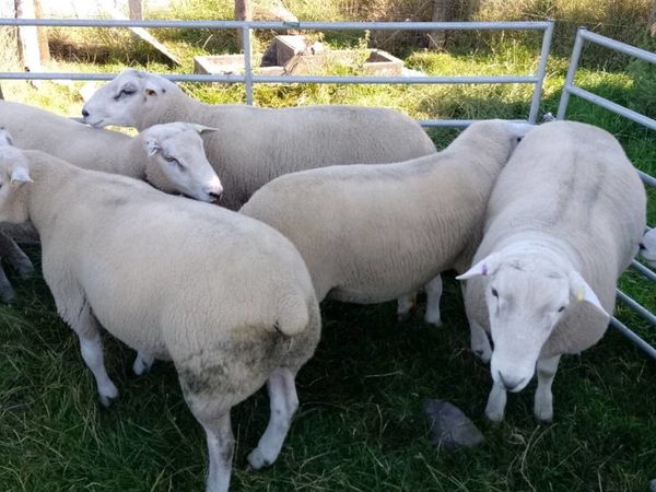 Lleyn and belclare shearling Rams