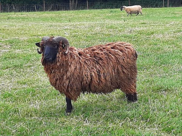 Black Hogget Ram and ewe lamb for sale
