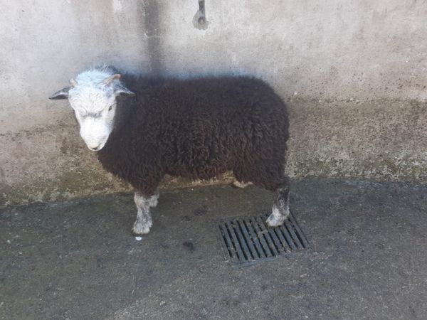 Herdwick Ram lamb