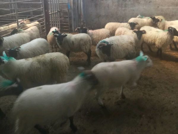40 ewe and ram organic lambs for sale