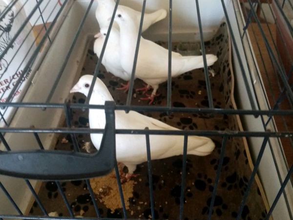 Birds Ads For Sale in Ireland | DoneDeal