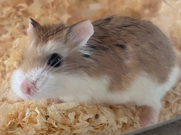 Adorable dwarf robo hamster,cages + toys for sale