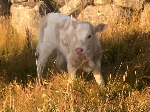 Super heifer calf