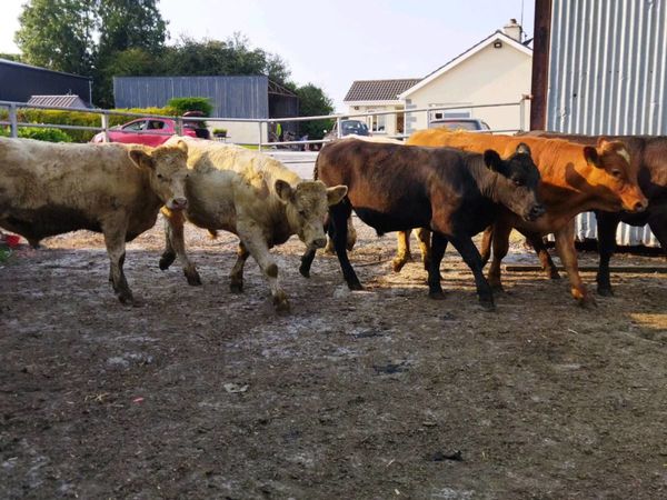 9 lovely 450 kilo Store Bullocks for sale