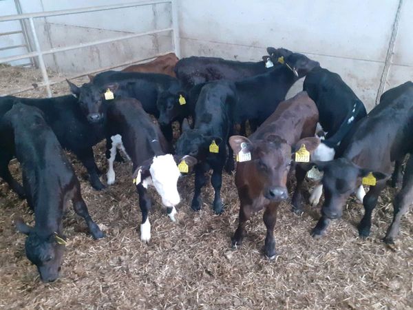 HEREFORD AND ANGUS CALVES