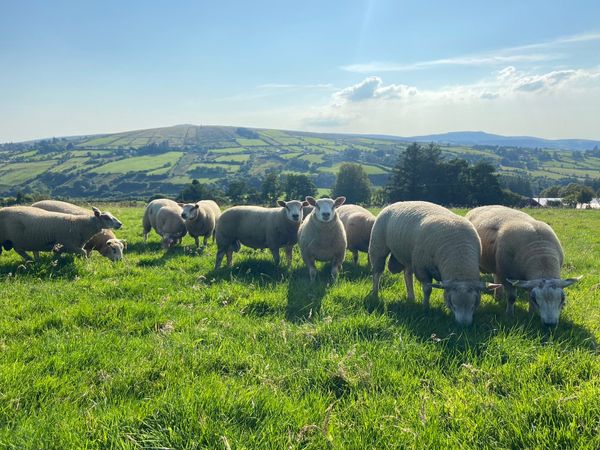 Farming Ads For Sale in Tyrone | DoneDeal