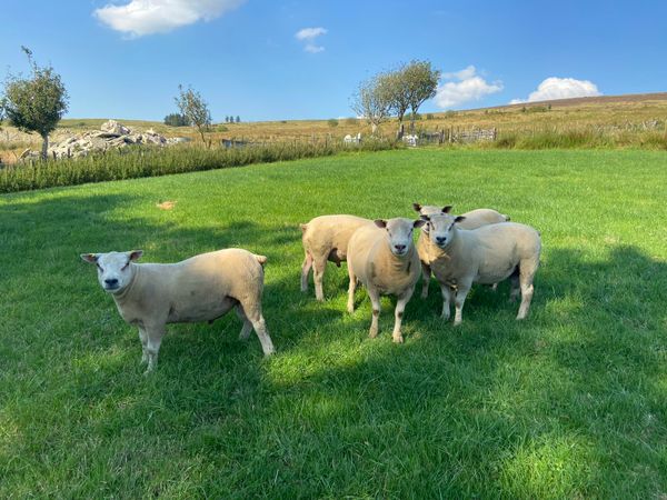 Farming Ads For Sale in Tyrone | DoneDeal