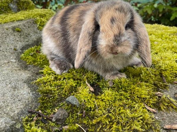 Pedigree Mini Lop Rabbit