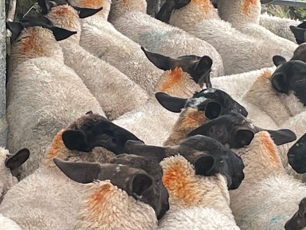 Sheep Ads For Sale in Connacht | DoneDeal