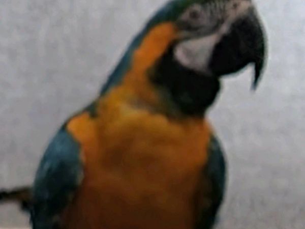 2yr old female blue and gold macaw