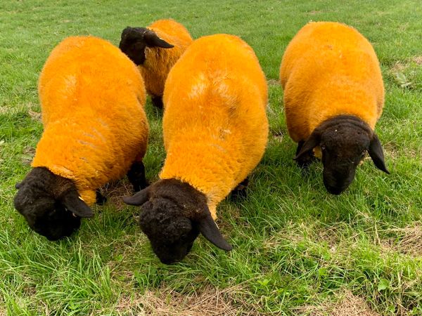 Suffolk ram lambs Pedigree