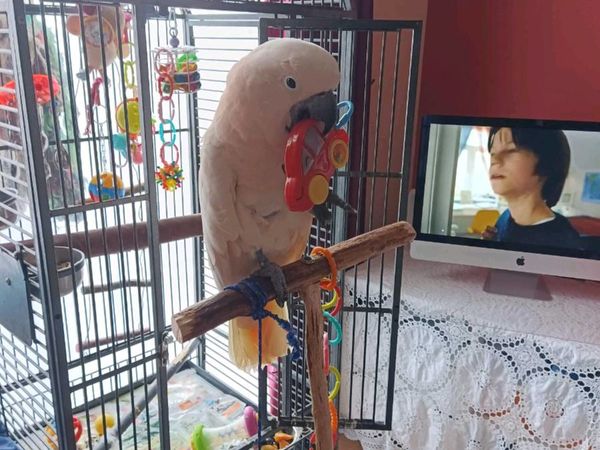 Parrot's...home pet