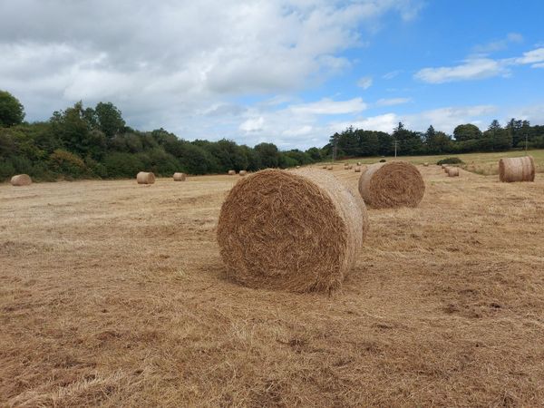 Hay Bales For Sale In Cork For 15 On Donedeal
