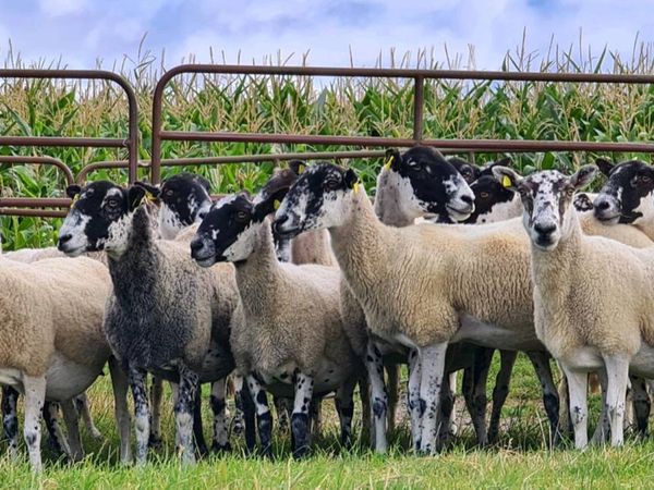 Mule ewes for sale in Wicklow