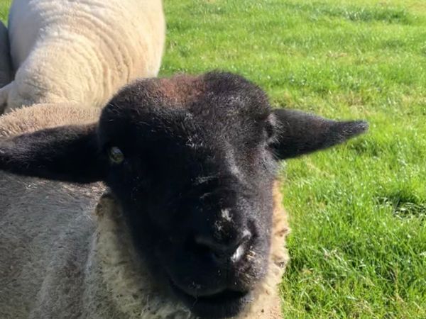 PBR Suffolk Ewe lamb