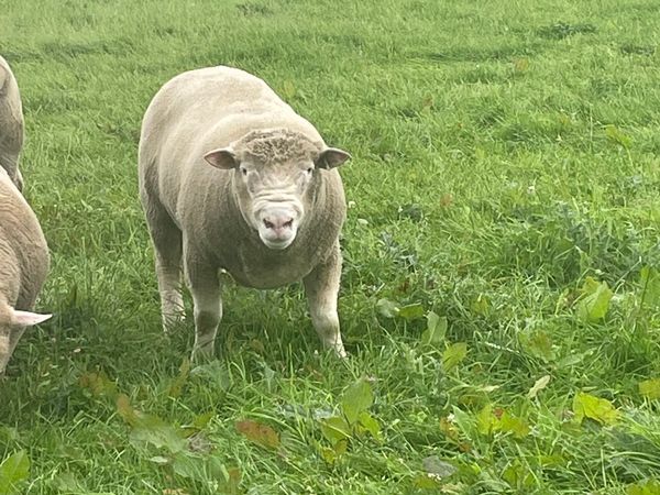 Dorset Ram Lambs
