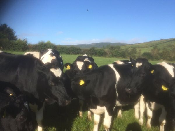 In calf dairy heifers
