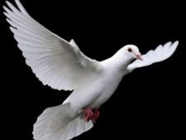 WANTED 30 WHITE HOMING PIGEONS