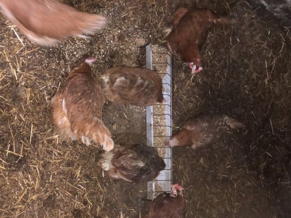 Lohman brown pullets for sale