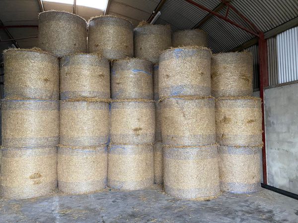 Round bales of barley straw